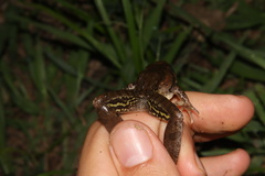 Ptychadena anchietae