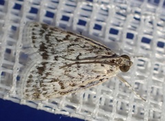 Glaphyriinae