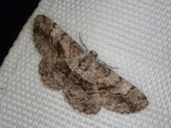 Satoblephara parvularia