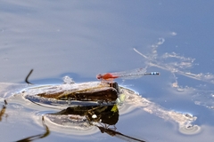 Xanthagrion erythroneurum