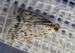 Glaphyriinae