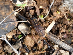 Gryllomorpha longicauda