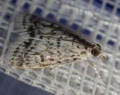 Glaphyriinae
