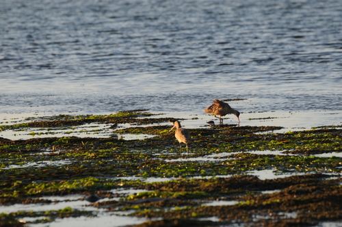 Marmergrutto (Limosa fedoa)