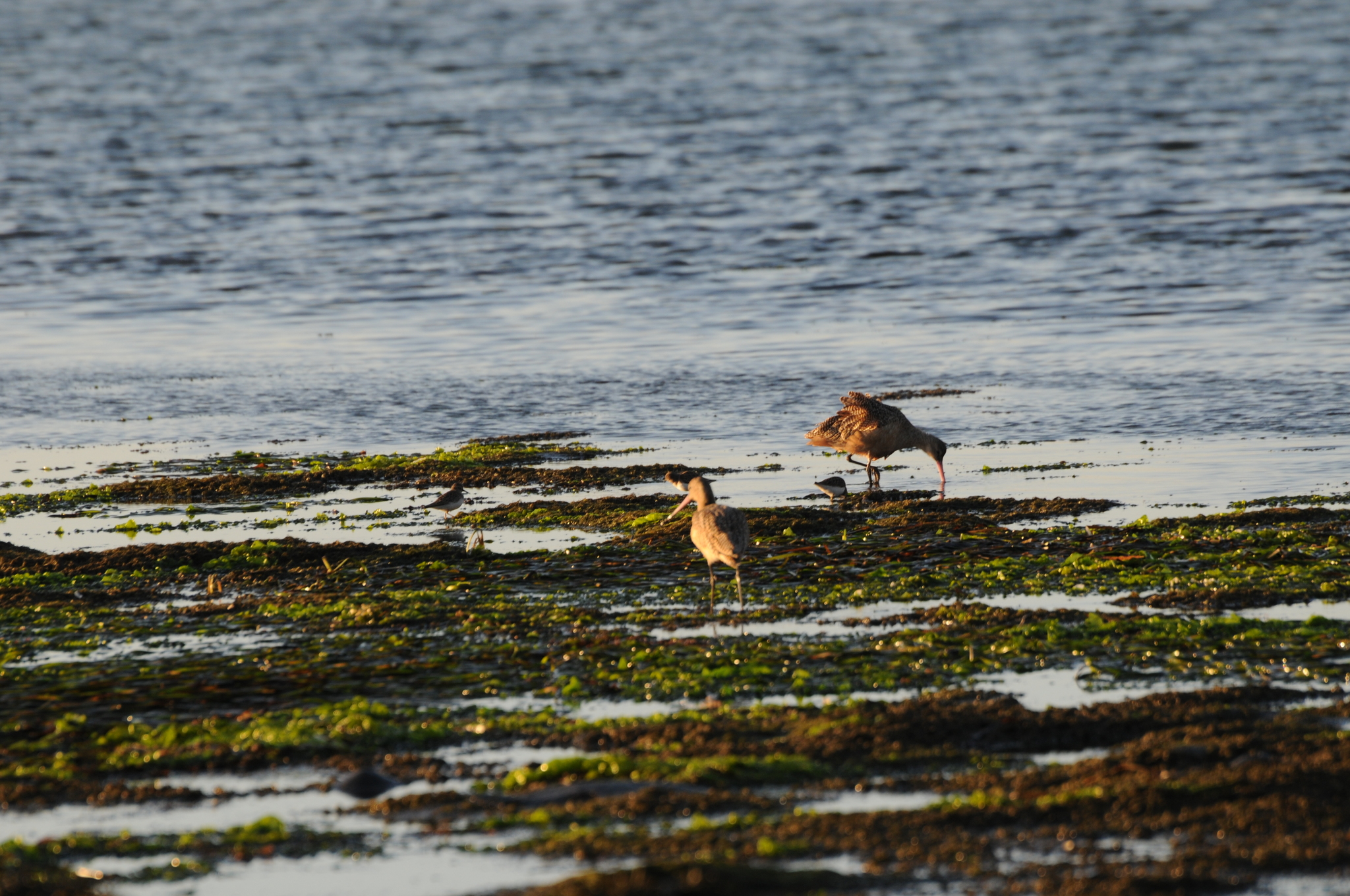 Marbled Godwit (Limosa fedoa)