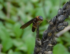 Kalotermes flavicollis