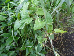 Convolvulaceae