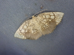 Cabera griseolimbata