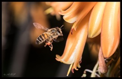 Apis mellifera scutellata