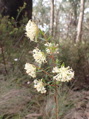 Pimelea linifolia linifolia