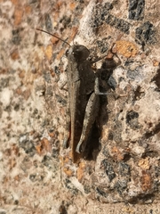 Calliptamus plebeius