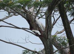 Cacatua goffiniana × Cacatua sulphurea