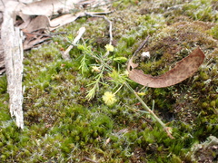Acacia aculeatissima