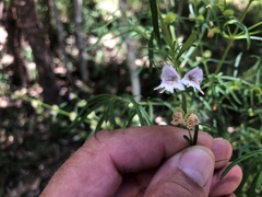 Prostanthera nivea