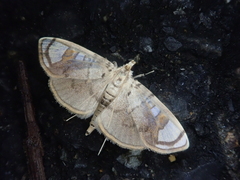 Pycnarmon pantherata