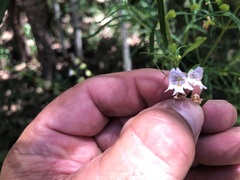 Prostanthera nivea