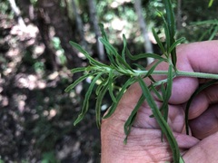 Prostanthera nivea