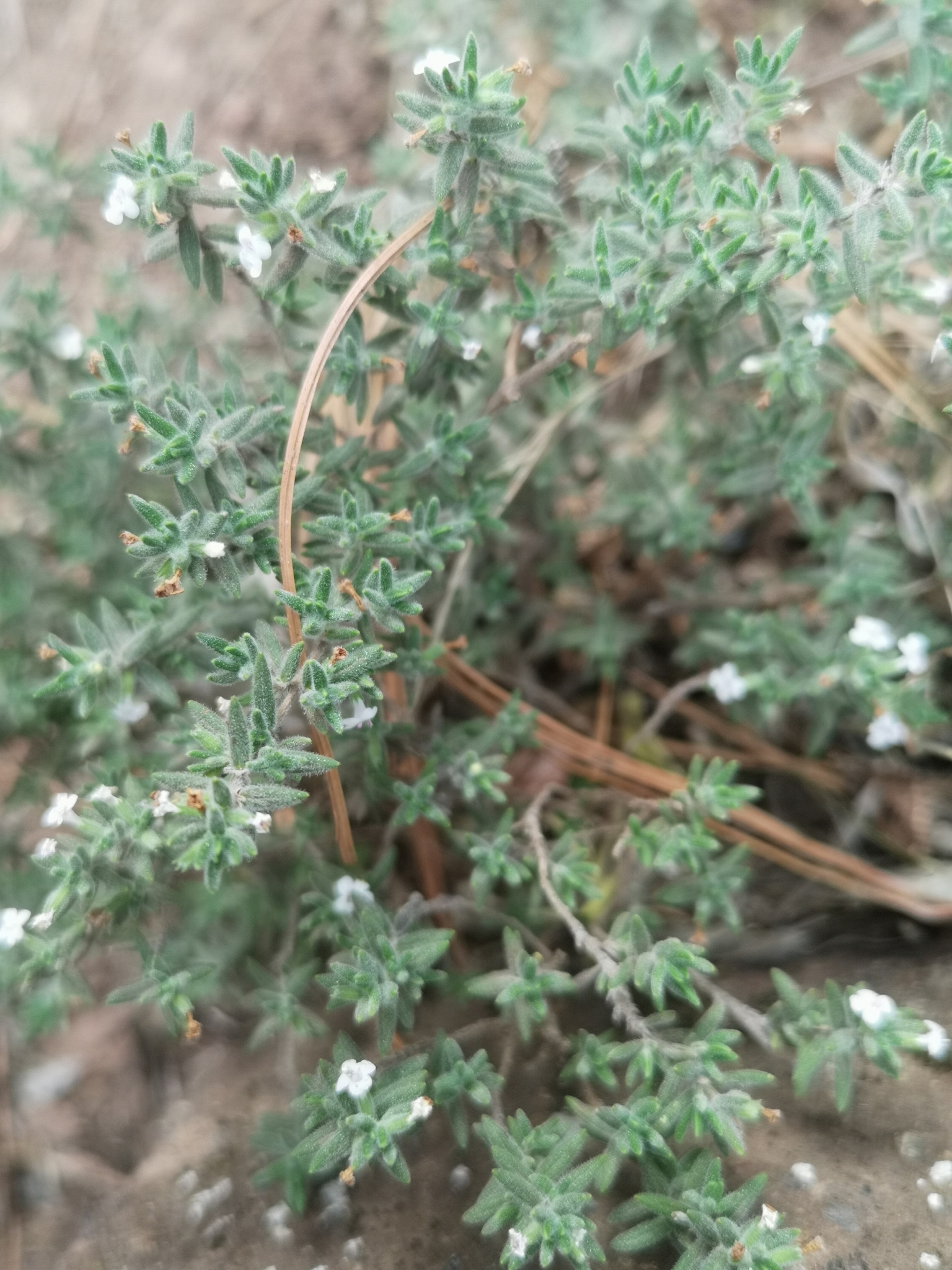 Micromeria ericifolia