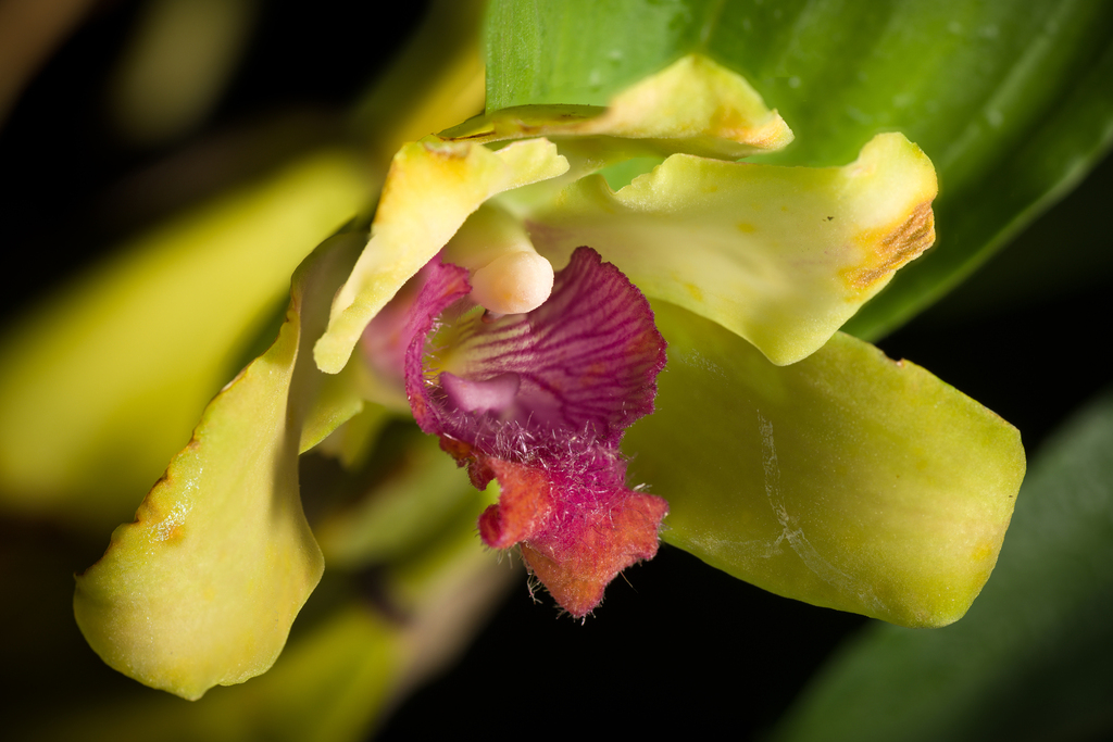 Bifrenaria inodora