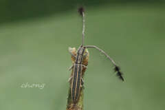 Eucomatocera vittata