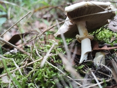 Agaricus moelleri