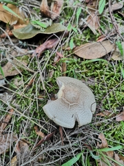 Agaricus moelleri