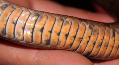 Stenorrhina degenhardtii