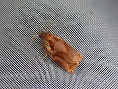 Archips oporana