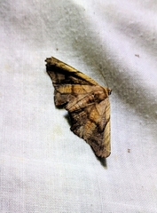 Episparis tortuosalis