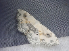 Scopula indicataria