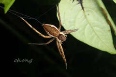 Nilus