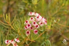 Verticordia insignis