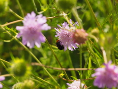 Bombus lapidarius