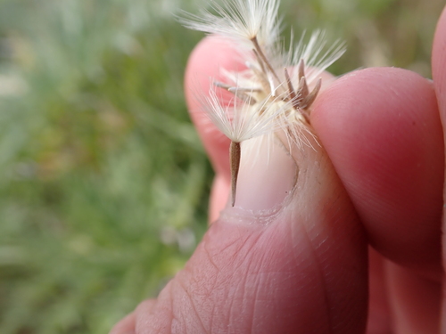 Image of Vittadinia gracilis by (c) Nina Kerr, some rights reserved (CC BY)