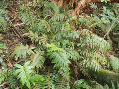Blechnum procerum