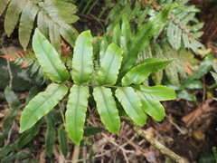 Blechnum procerum