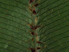 Blechnum procerum