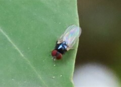 Lonchaea