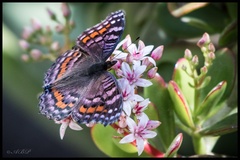 Precis octavia sesamus