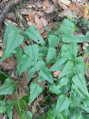 Smilax aspera