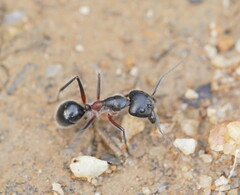 Camponotus intrepidus