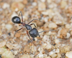 Camponotus intrepidus
