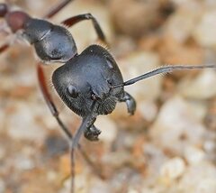 Camponotus intrepidus