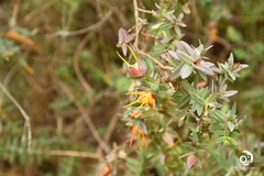 Darwinia citriodora