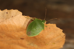 Chlorocorini