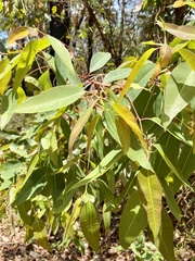 Corymbia citriodora