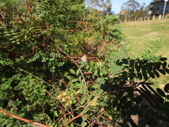 Theclinesthes serpentata