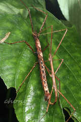 Parapachymorpha dentata