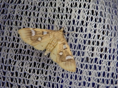 Cotachena pubescens