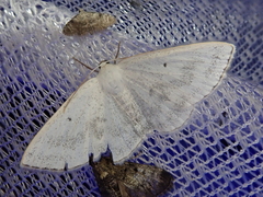 Lomographa temerata